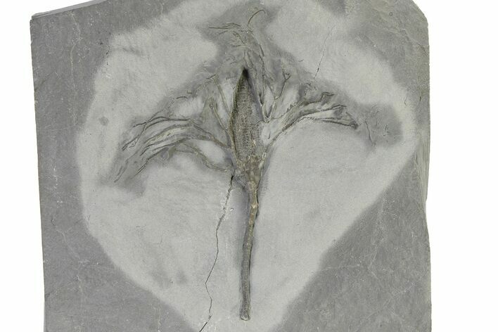 Crinoid (Dendrocrinus) Fossil - Rochester Shale, New York #322752